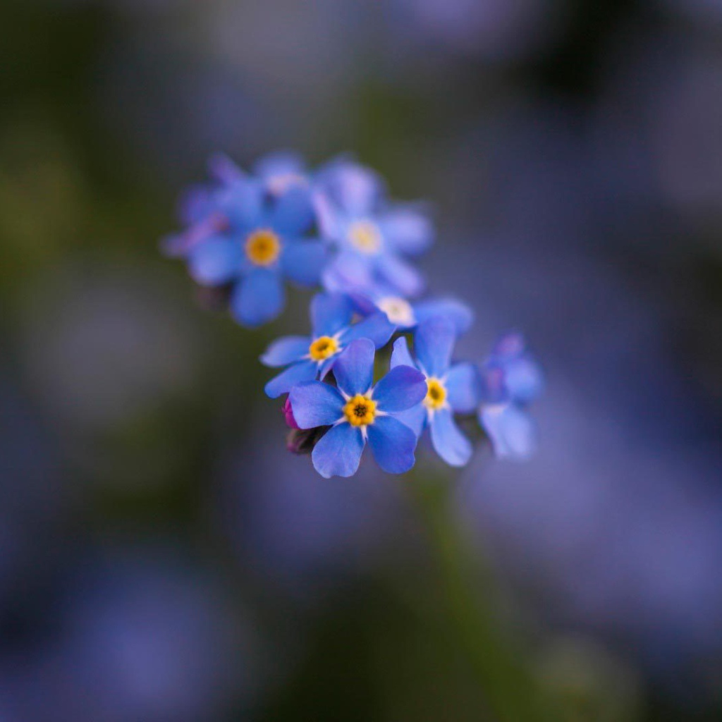 Маленькие красивые  цветы незабудки