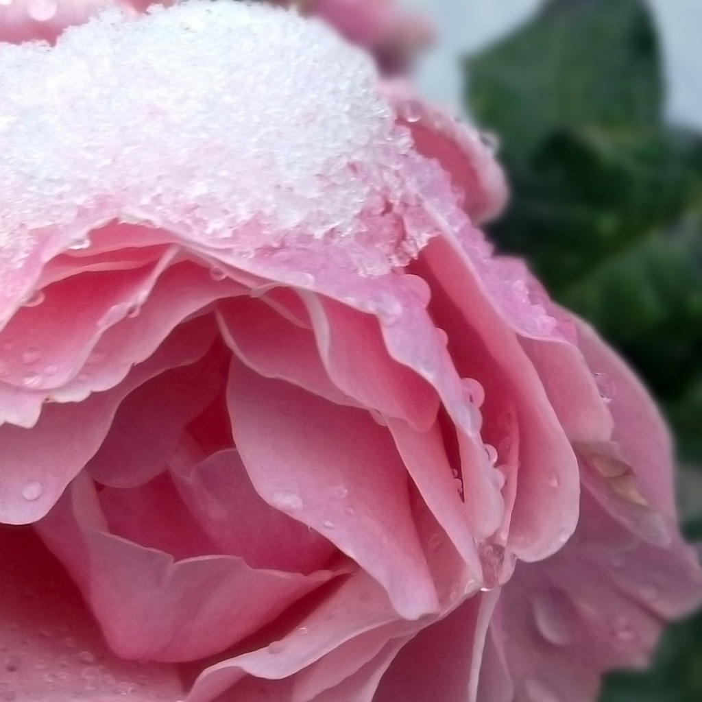 Снег на розе
