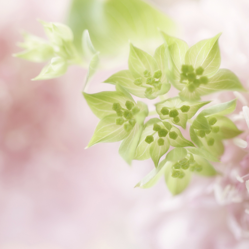 Нежно розовые цветы