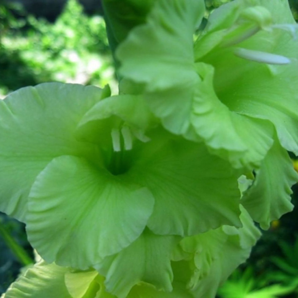 Сорт зеленых гладиолусов