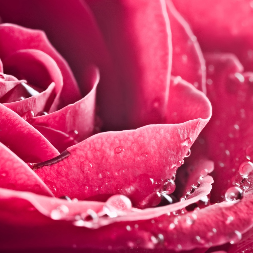 Особая роза