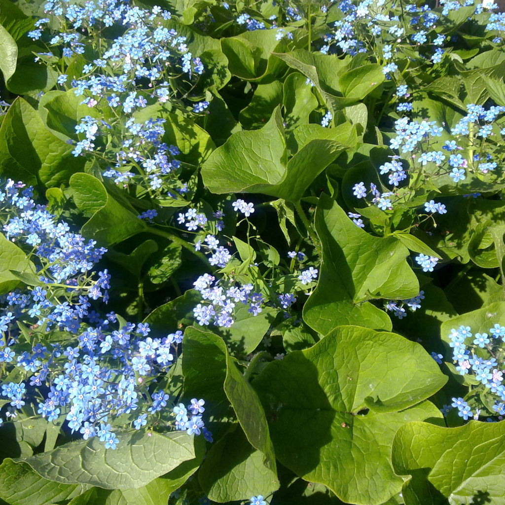 Весенние красивые  цветы незабудки