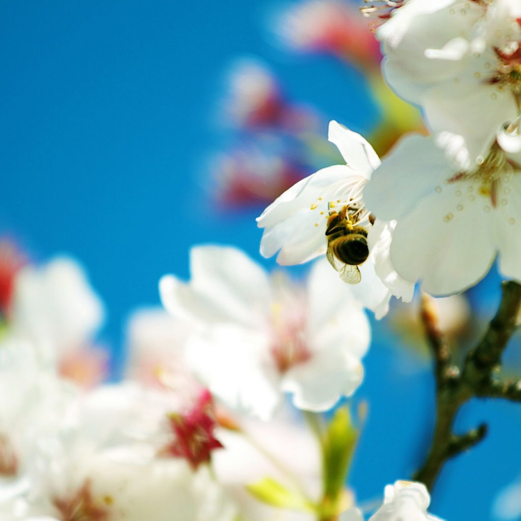 Весенняя пчела 
