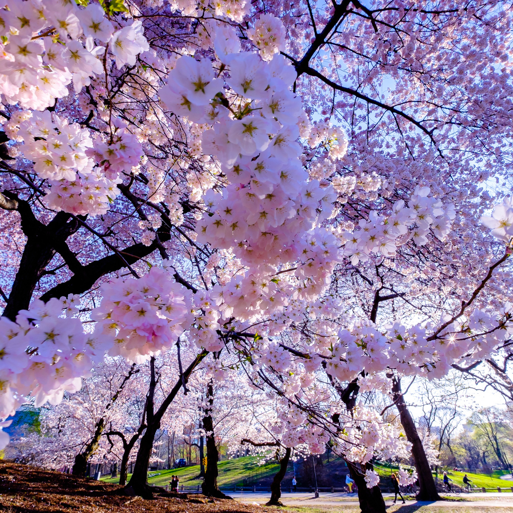 Весенние вишневые цветы