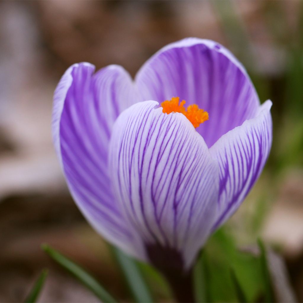 Весенний цветок крокус на газоне