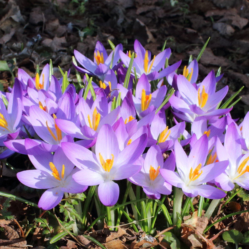 Весенние крокусы на поляне