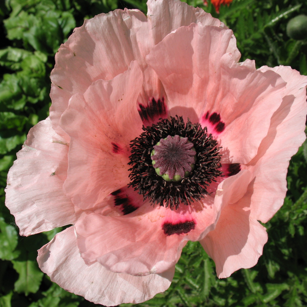 Весенний цветок мак