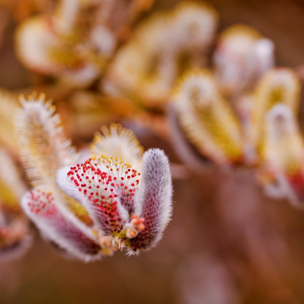 Весенние цветы