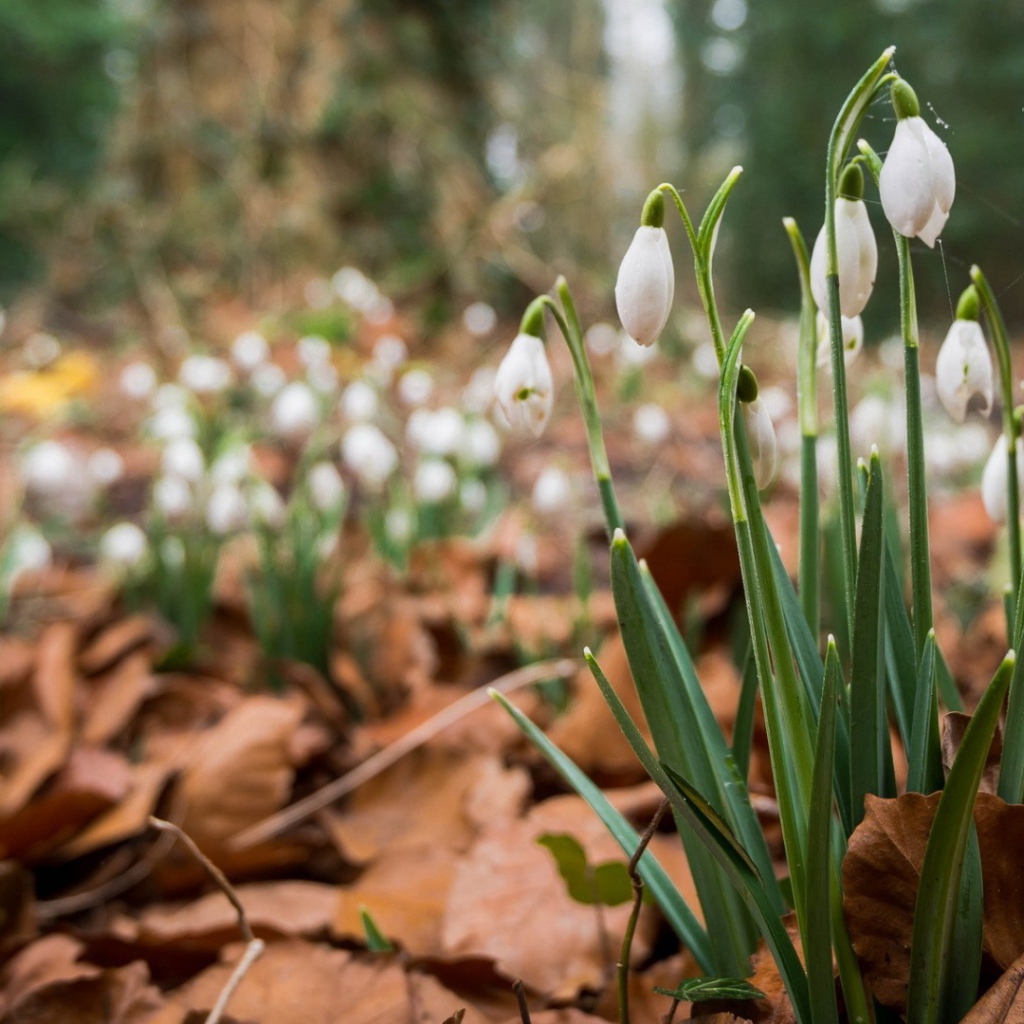 Весенние цветы