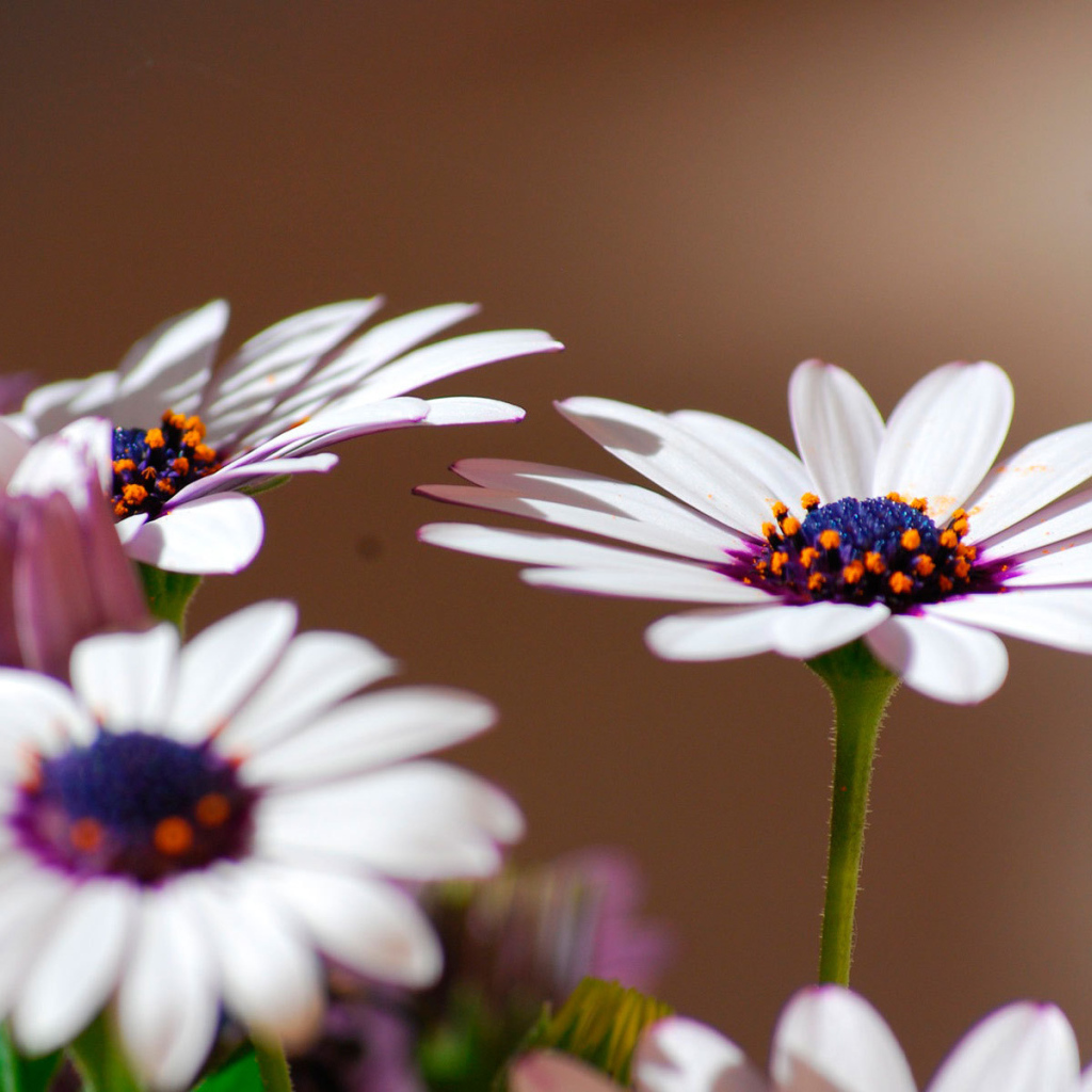 Весенние цветы маргаритки на поляне
