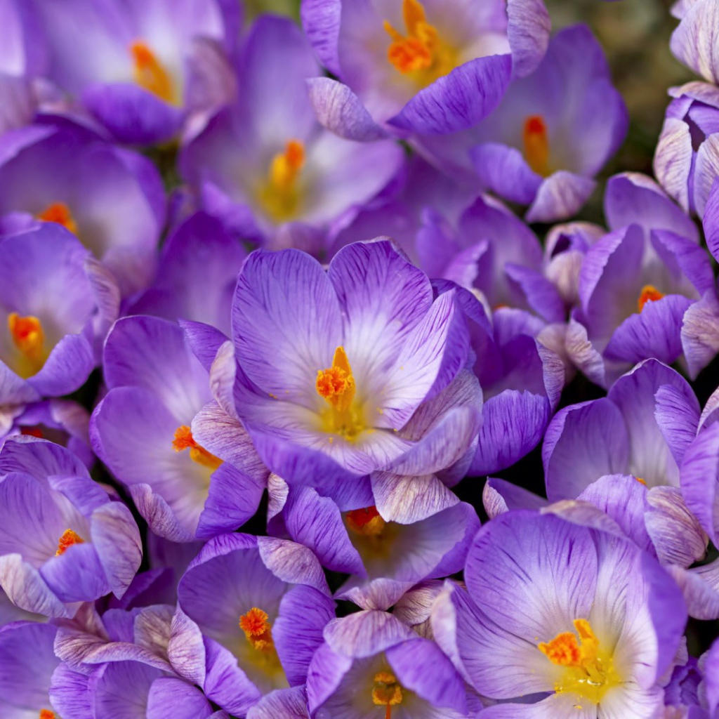 Весенние цветы шафран в саду