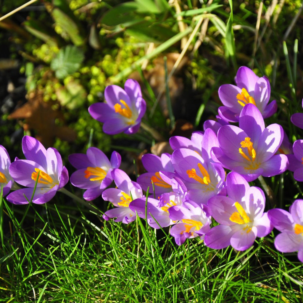 Весенние цветы шафран на солнце