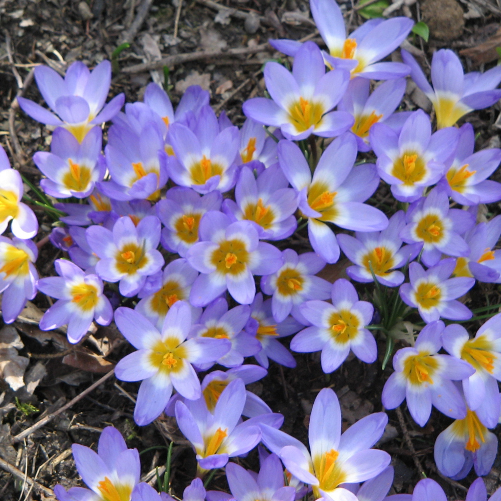 Весенние цветы шафран на поляне