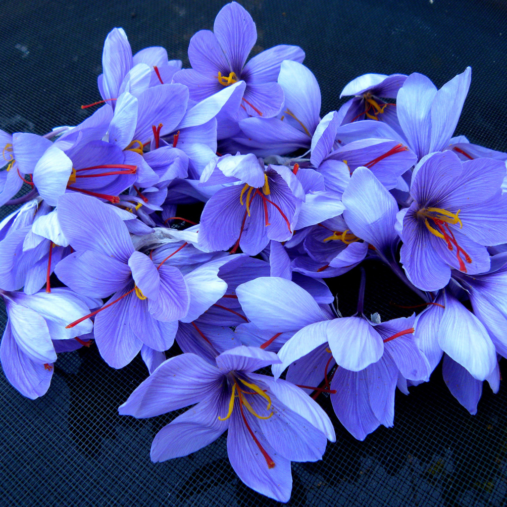 Весенние цветы шафран 