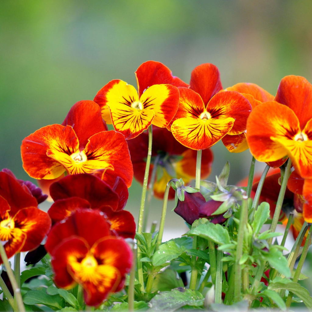 Весенние цветы виола (фиалка,анютины глазки) в парке