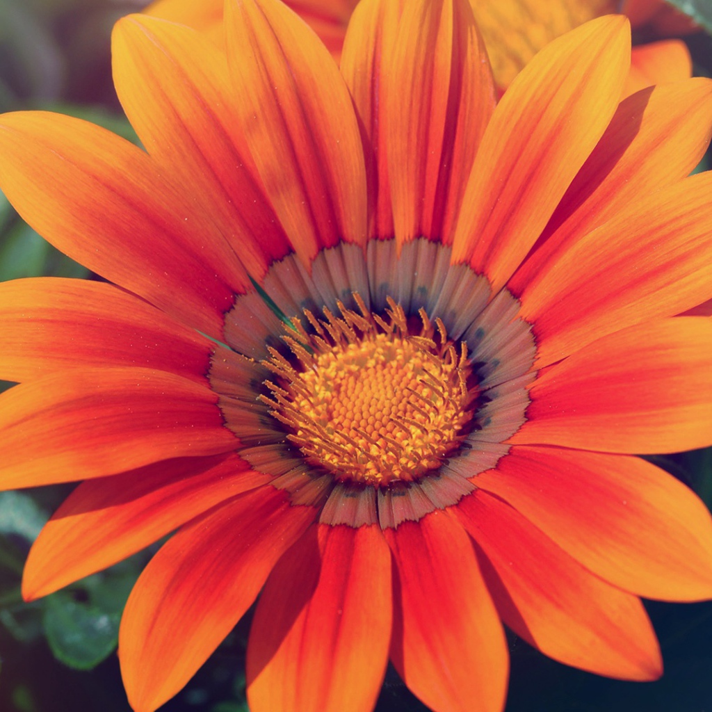 Весенняя любовь