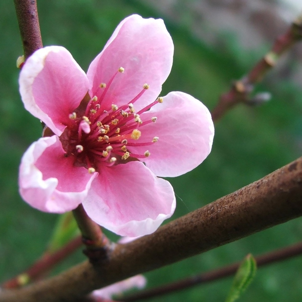 Весенний розовый цветок