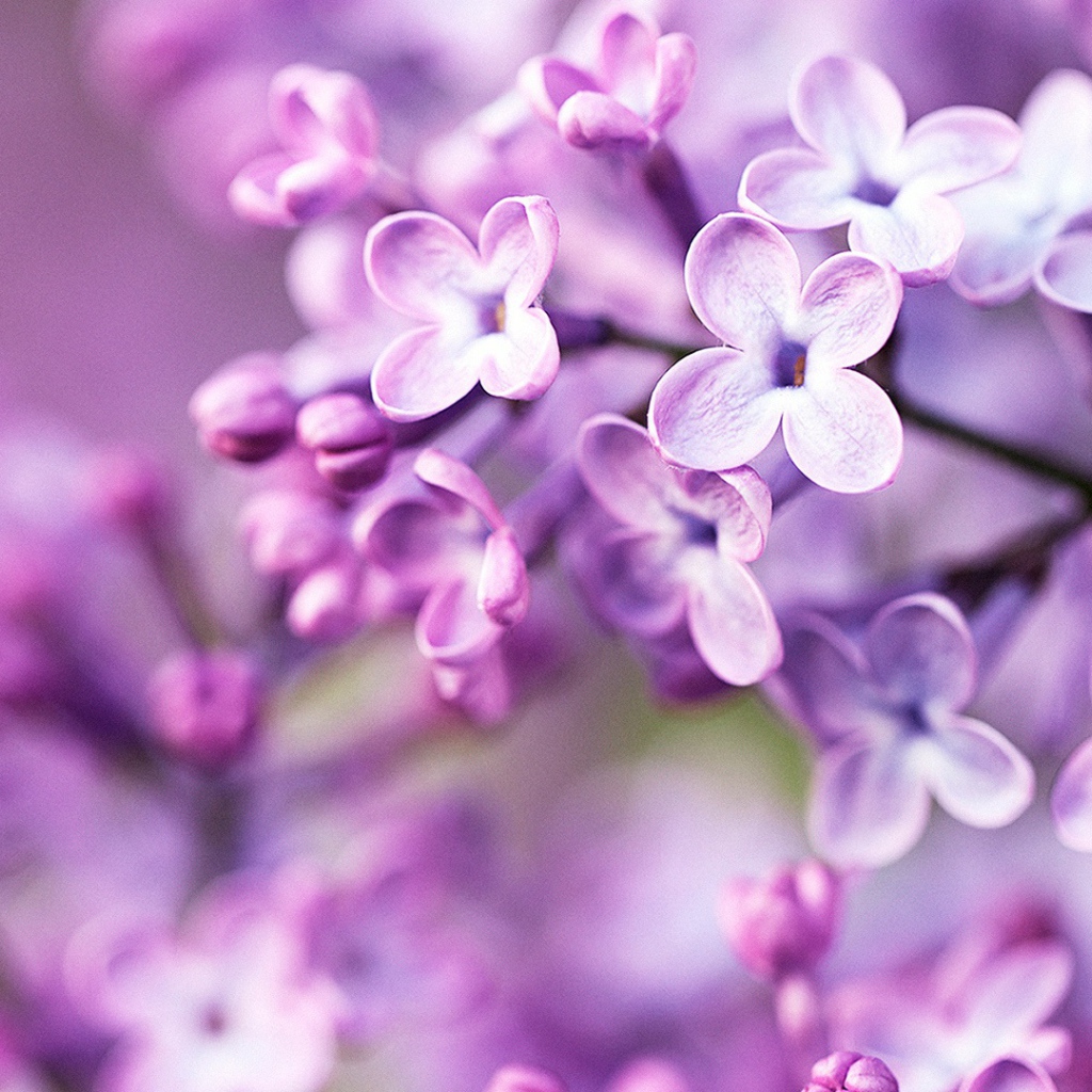 Фиолетовые весенние цветы