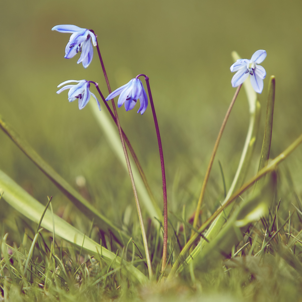 Весенние подснежники на поляне