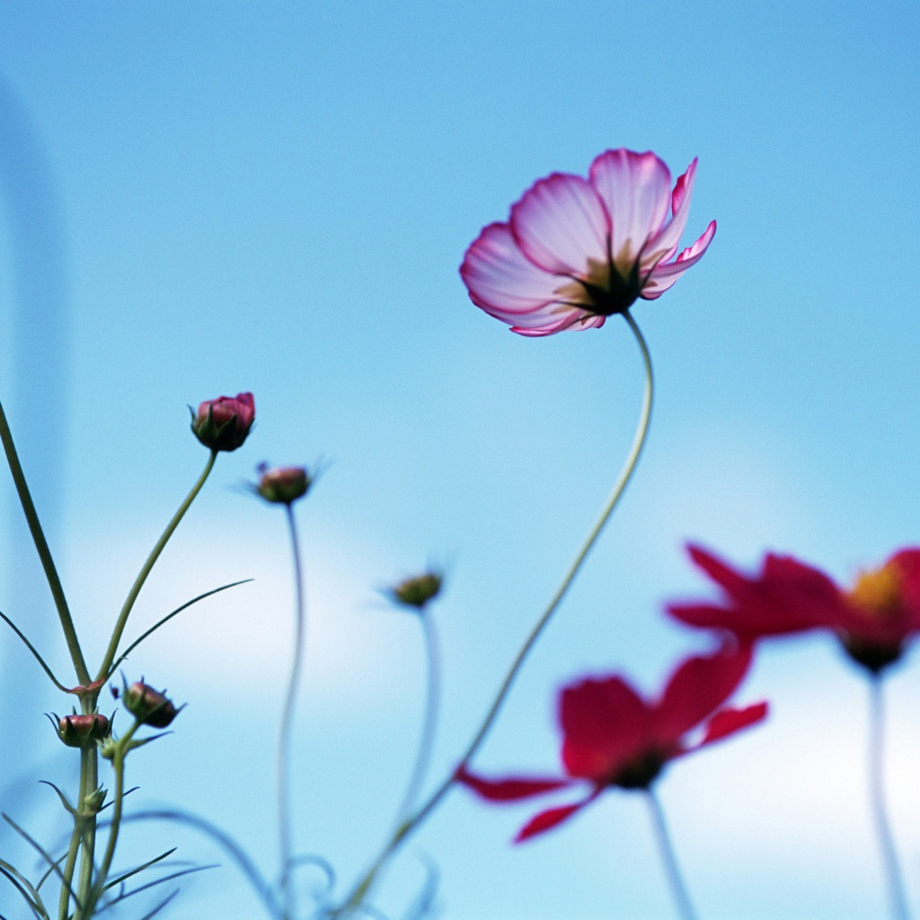 Необычная ромашка