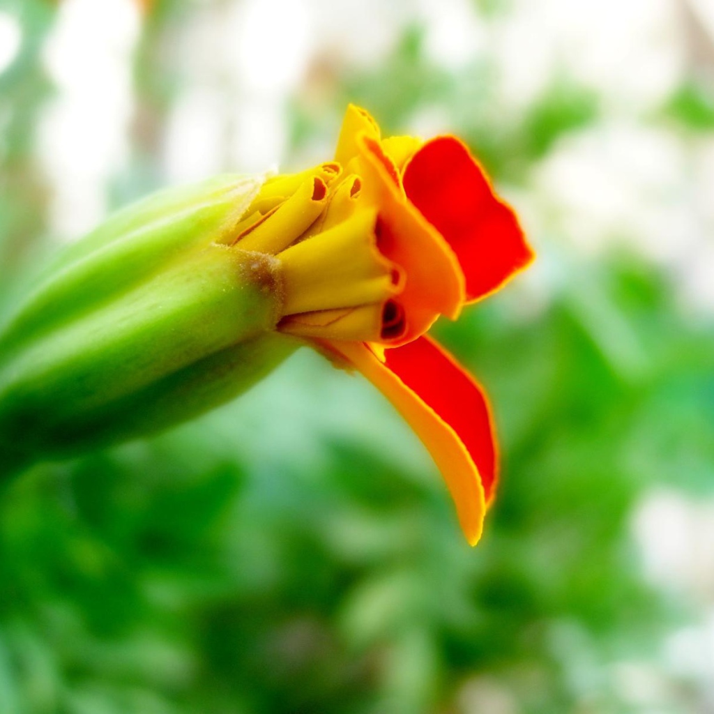 Странные цветы