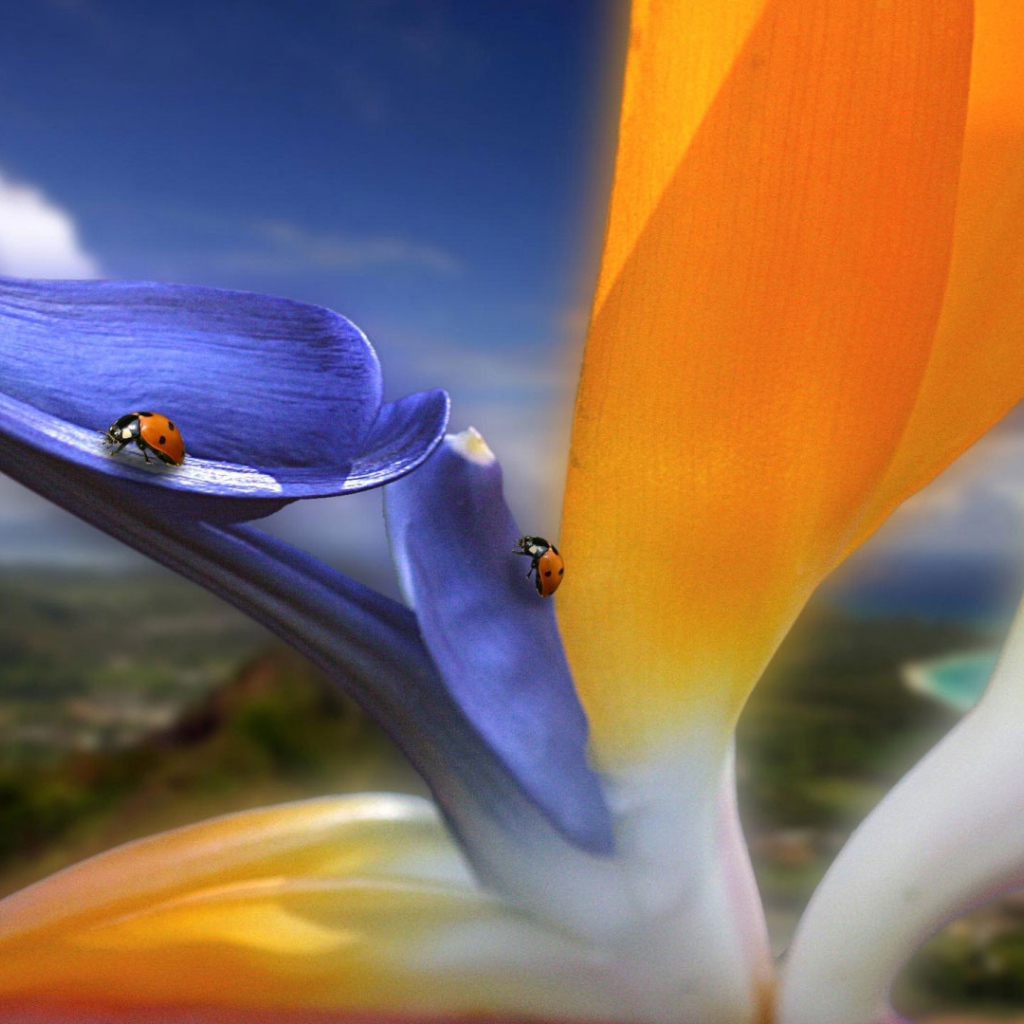 Необычный цветок