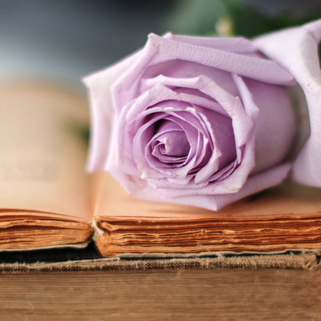 Строгая роза на книге