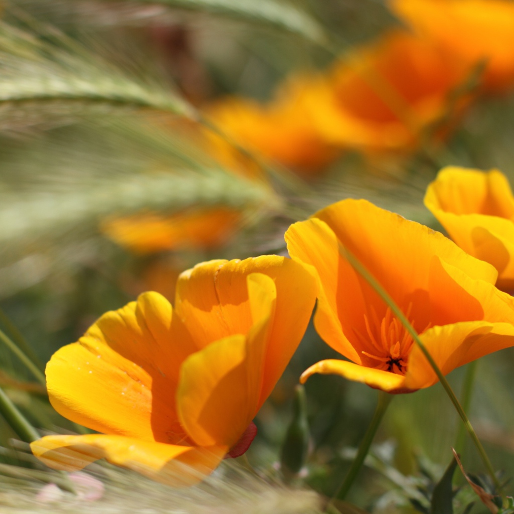 Летние цветы