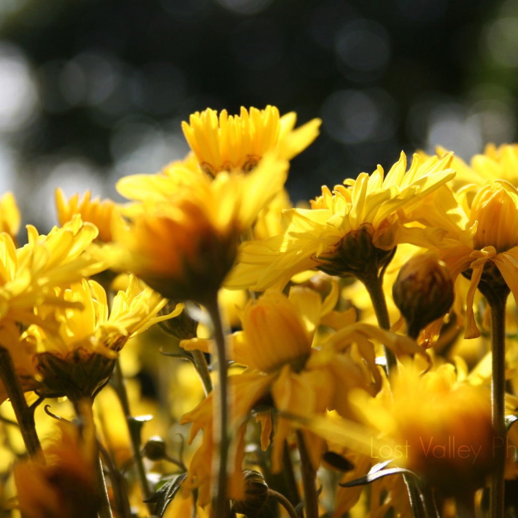 Цветы подсолнуха