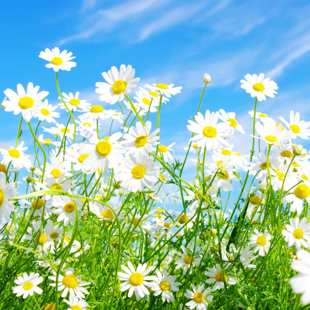 Солнечные цветы маргаритки на поляне