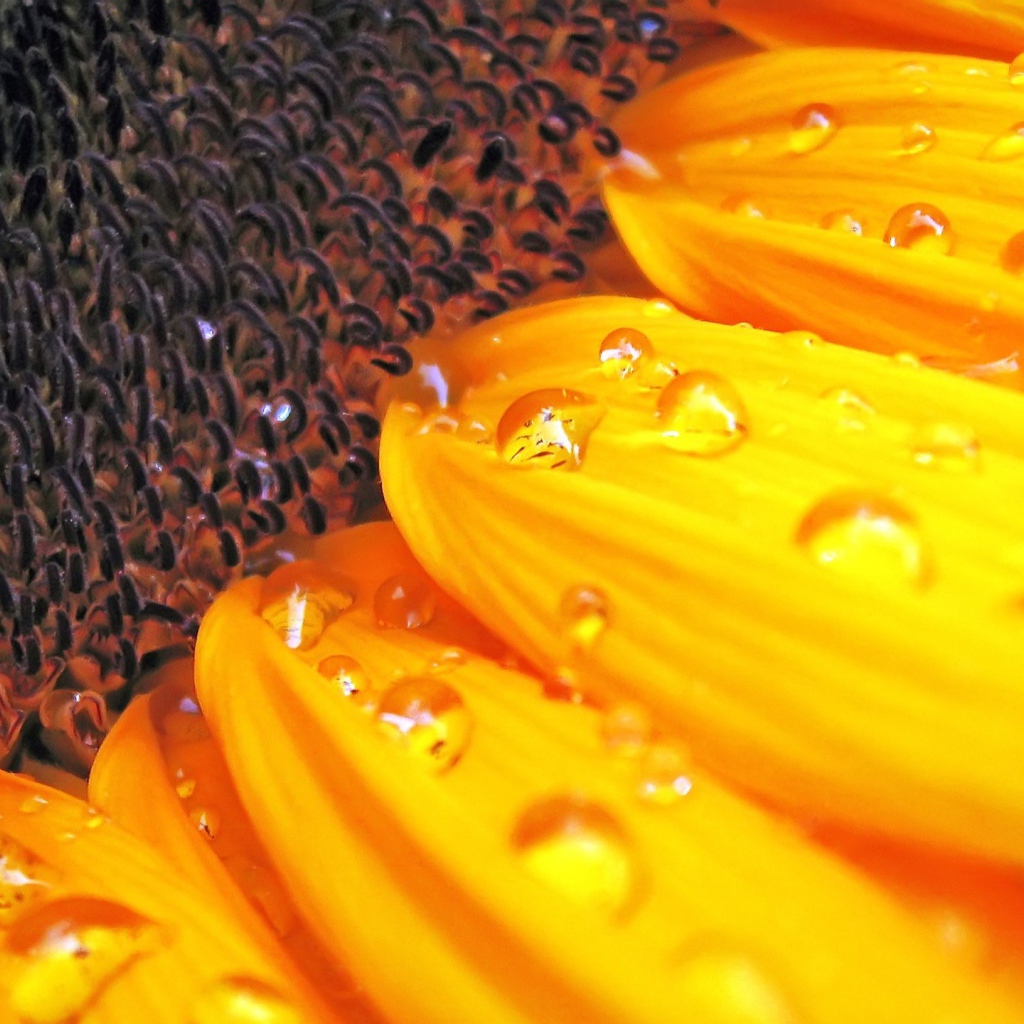 Цветок солнца