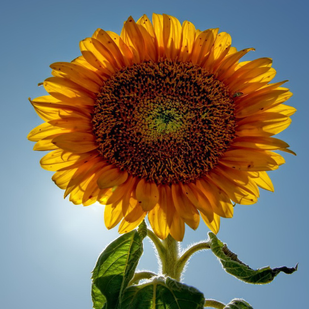 Подсолнух цветок с семечками