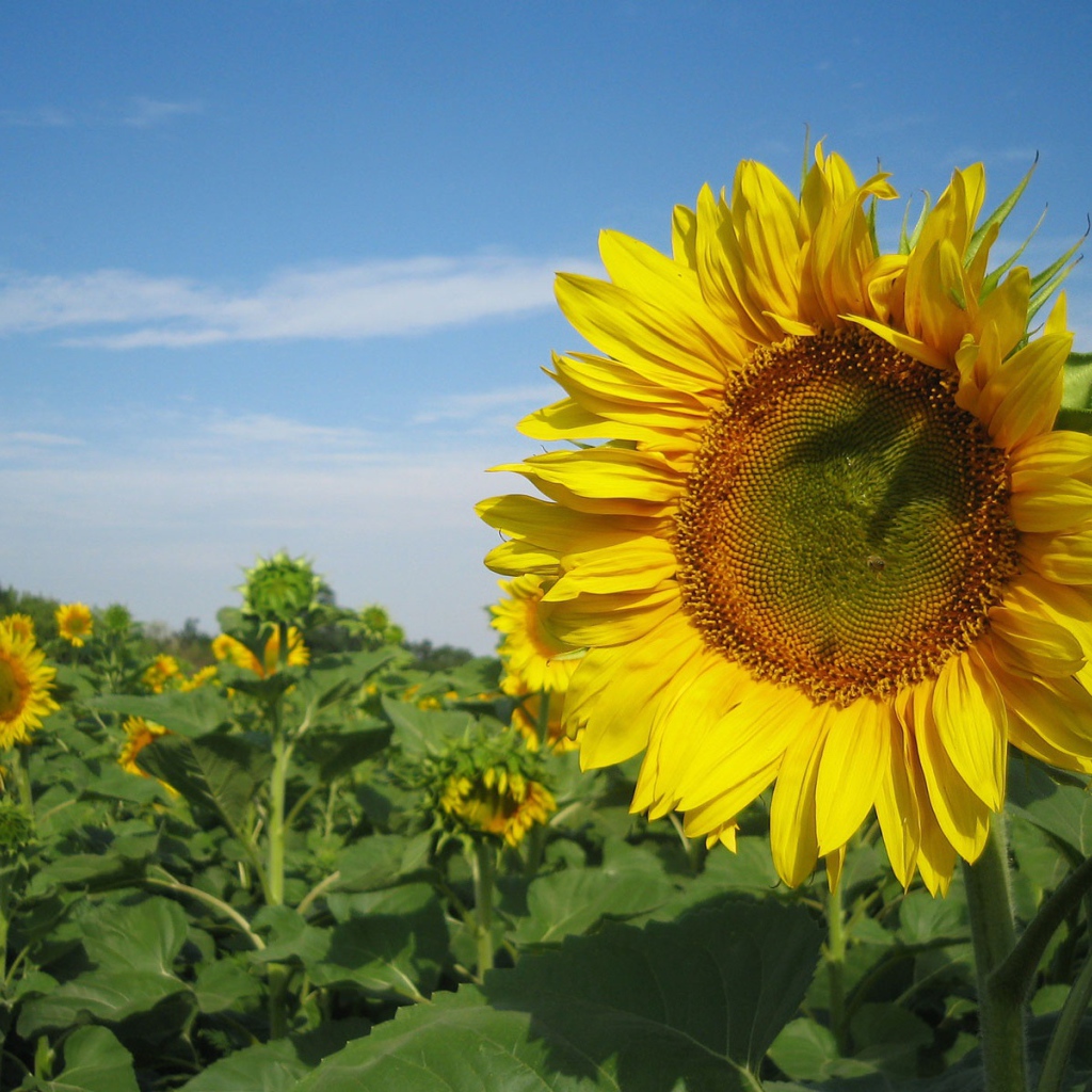 Подсолнух в поле