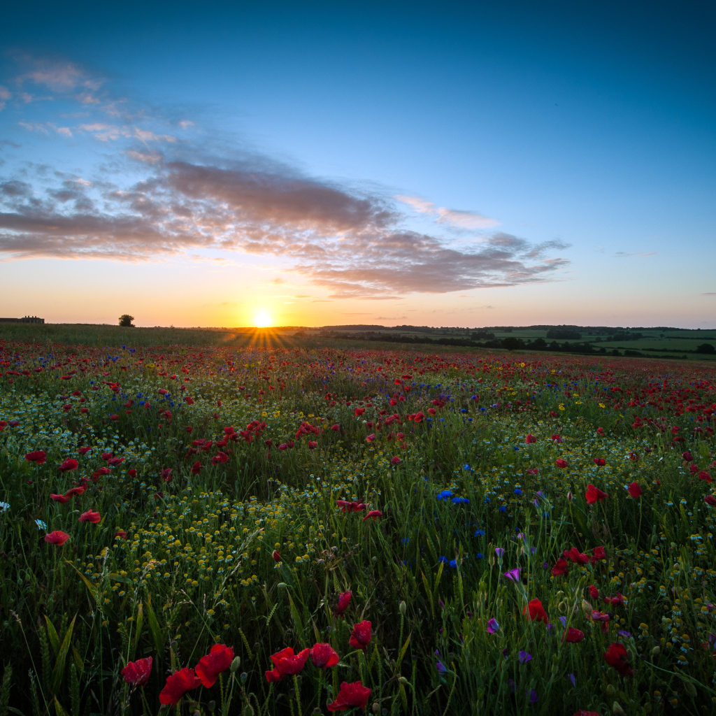Восход солнца над маковым полем