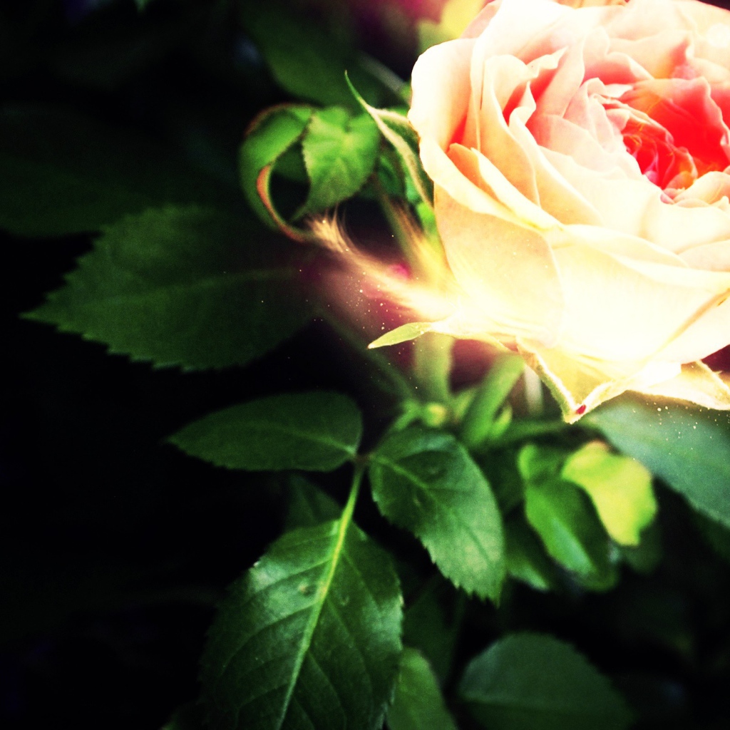 Светящеяся роза