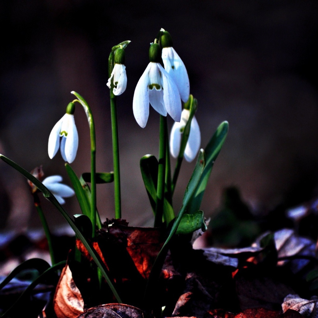 Первые цветы подснежники