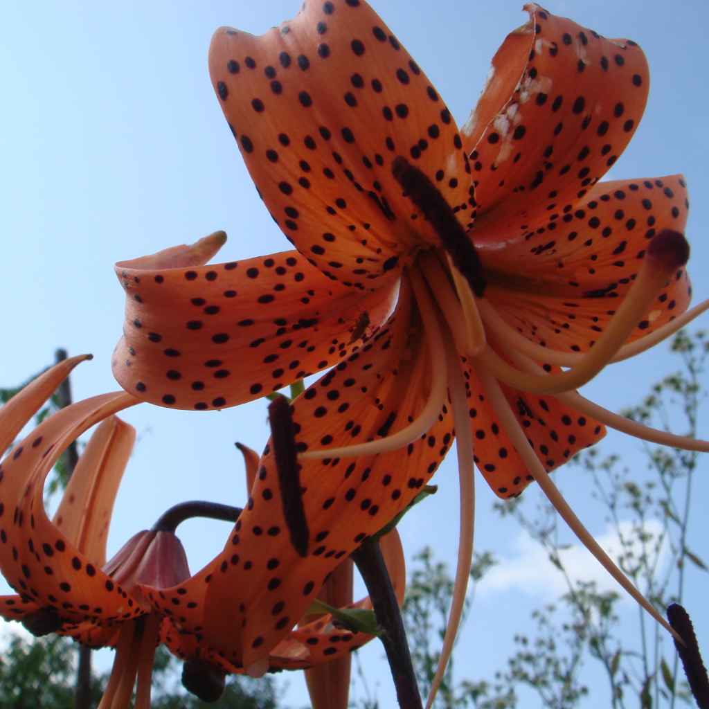 Цветок на фоне неба