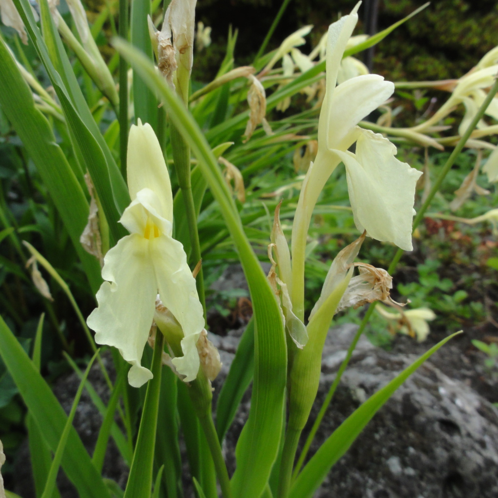 В саду красивый цветок роскоя