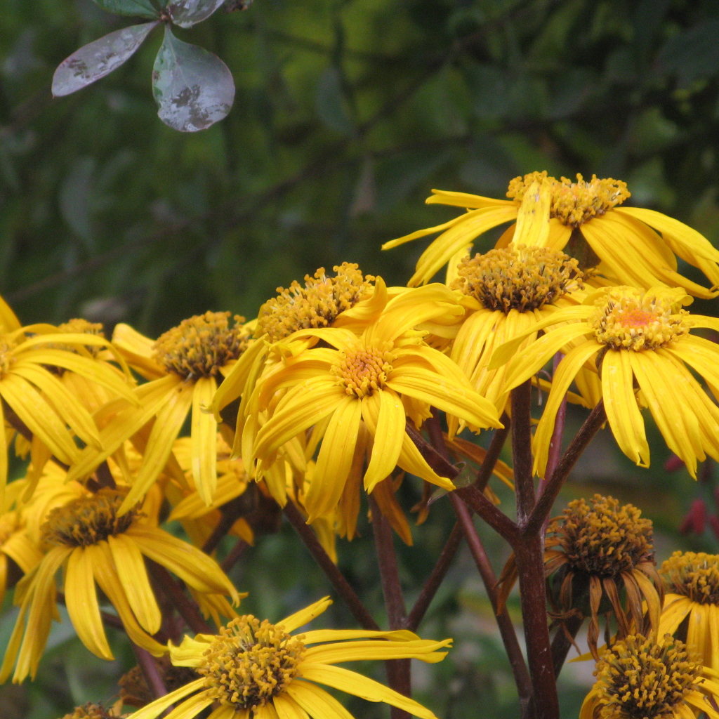 В саду красивое растение бузульник
