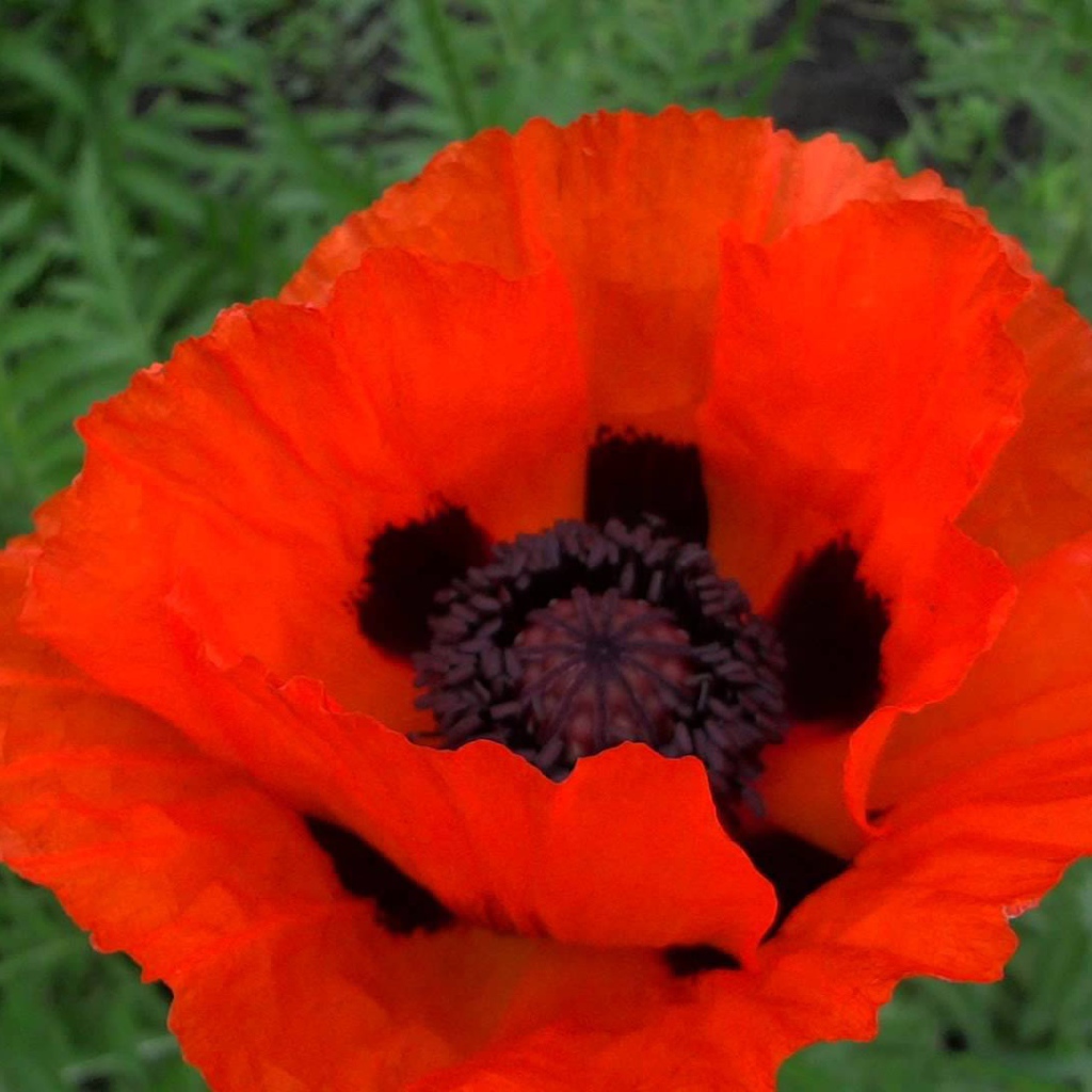 В саду красивый цветок мак