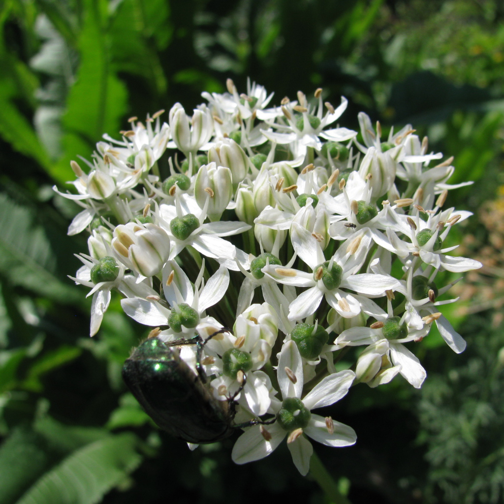 В парке красивые цветы нектароскордум 