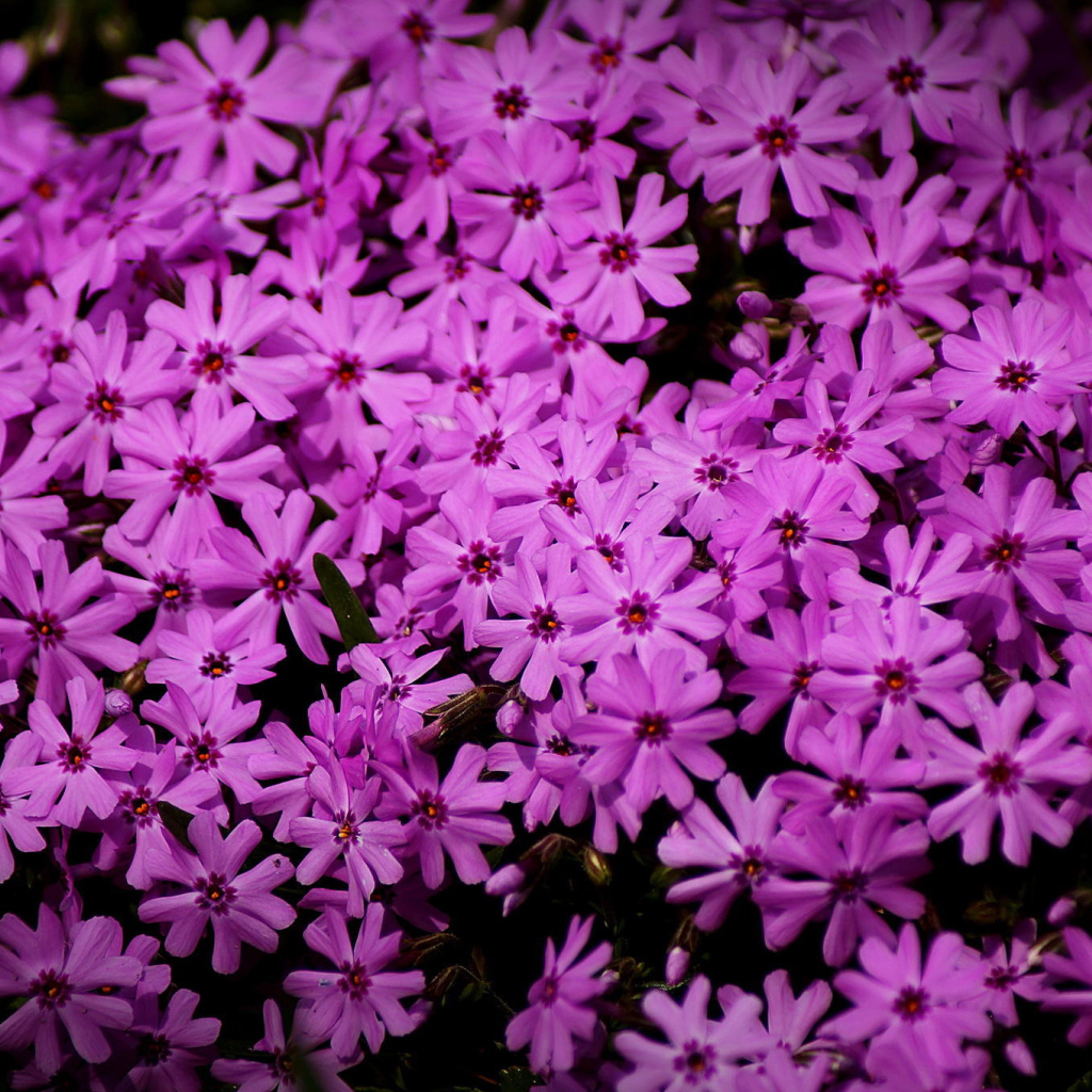 В парке красивые цветы флокс