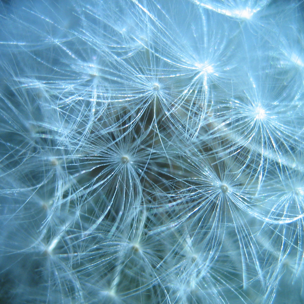 В парке красивый козлобородник (большой одуванчик) 