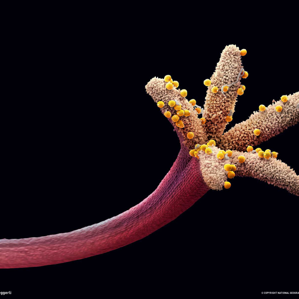 Пестик цветка с пыльцой