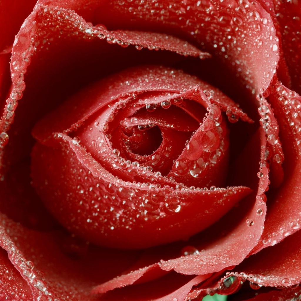 Красная роза с каплями воды