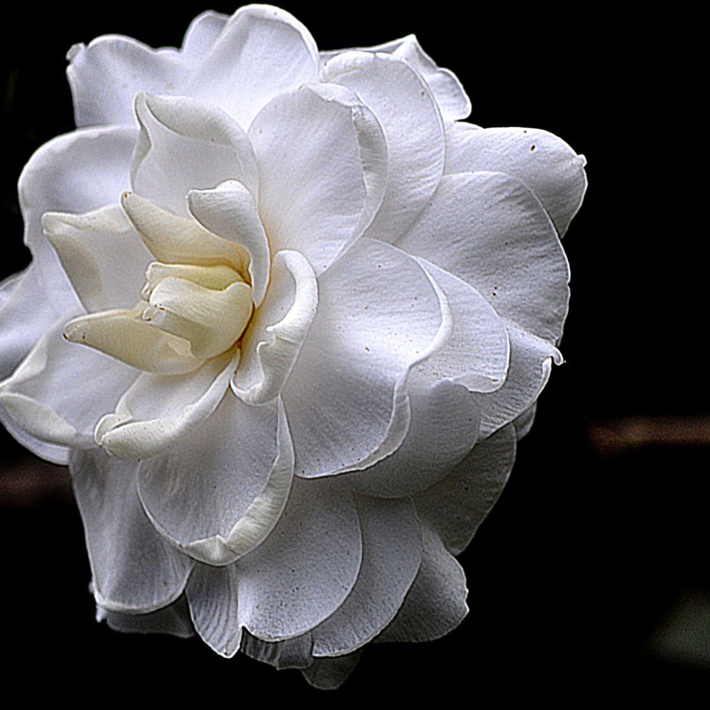 Белый цветок на черном фоне