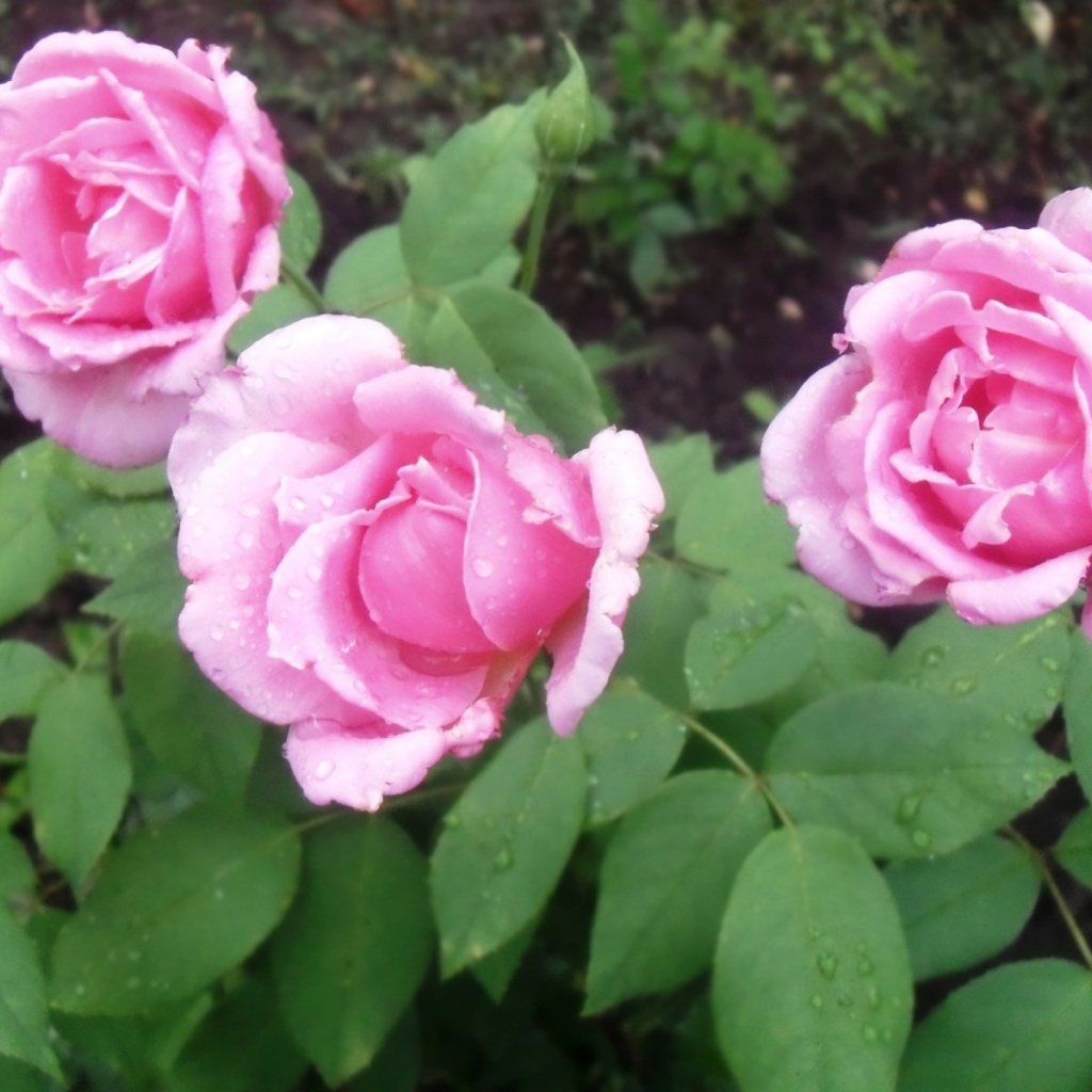 Три красивых цветка пион