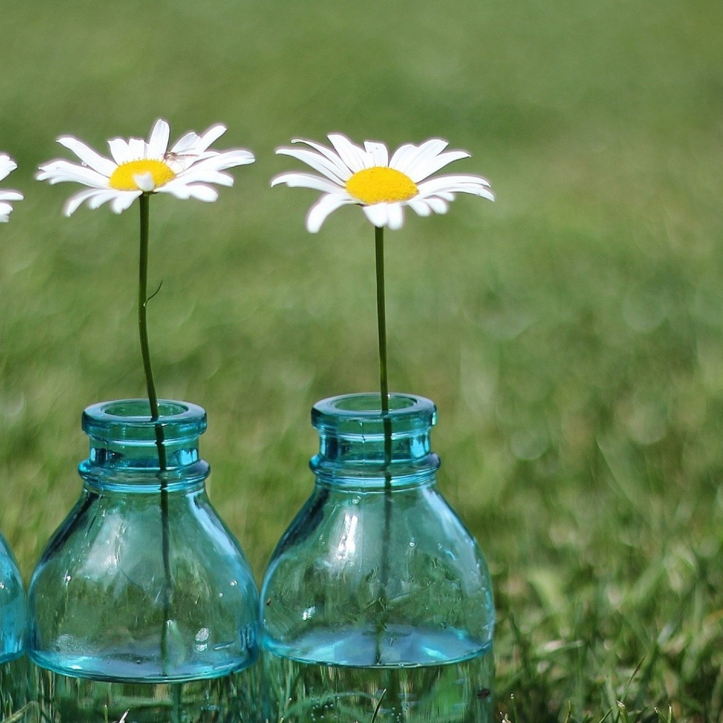Tри ромашки в бутылках