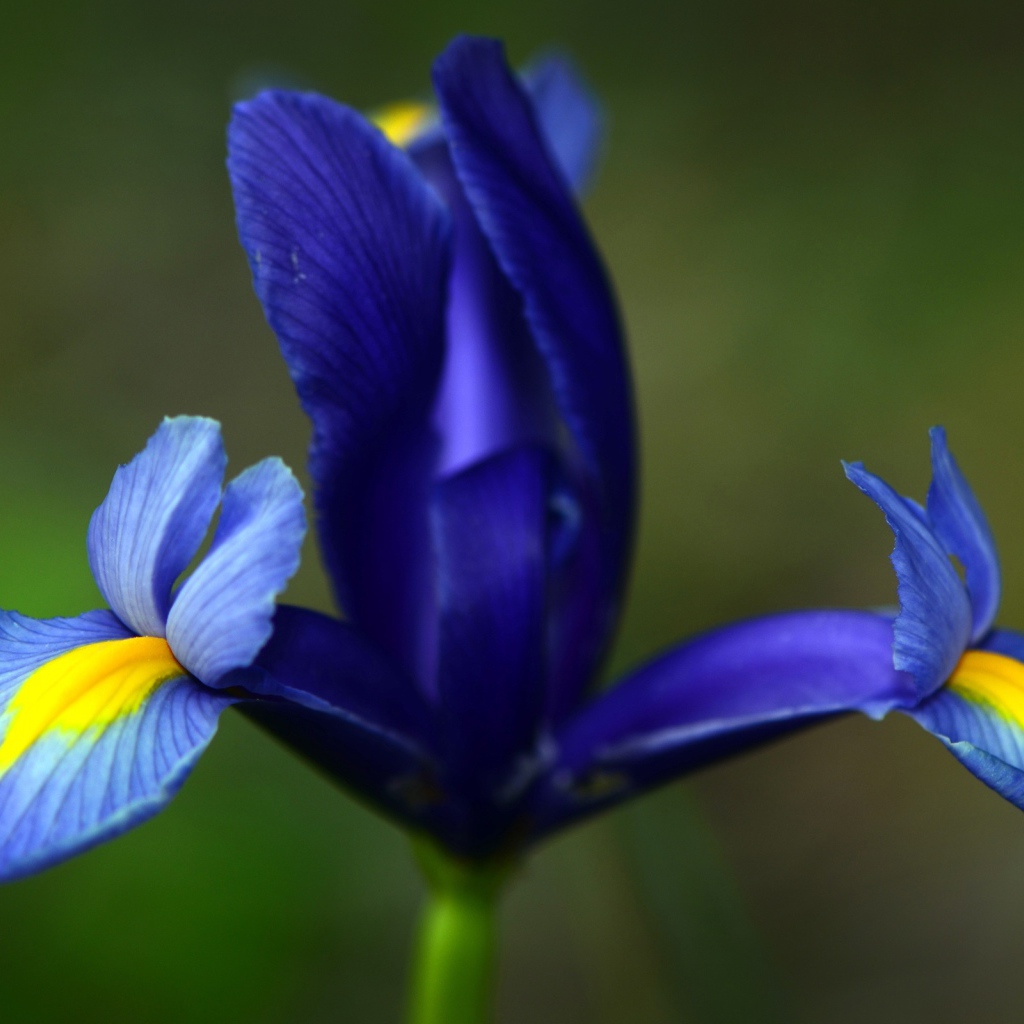 Три лепестка ириса