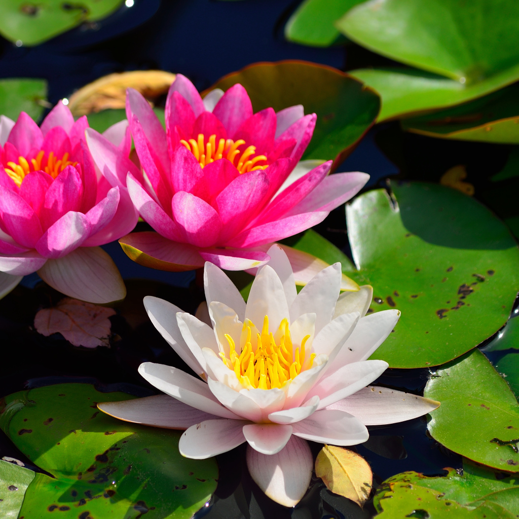 Три водяные лилии нимфеи